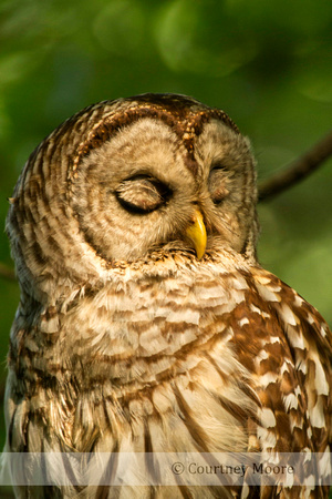 Barred Owl: Winner of 2014 Nature's Best Backyard Photo Contest