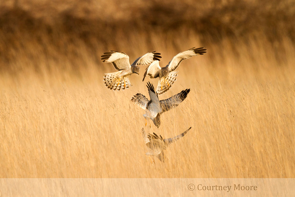 Northern Harrier Hunting  Sequence