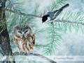 Chickadee Harassing Saw-Whet Owl