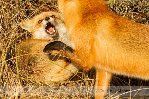 Red Fox: Awarded 2016 Youth Travel Photographer of the Year