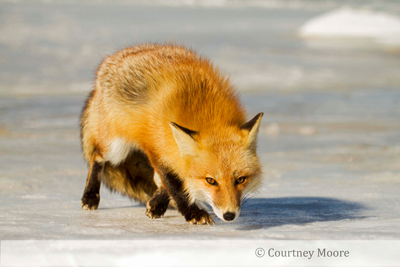 Red Fox: Awarded 2016 Youth Travel Photographer of the Year