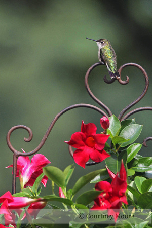 Ruby-throated Hummingbird: Winner of 2012 Nature's Best Backyard Photo Contest