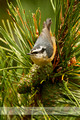 Red-breasted Nuthatch: Winner of 2013 Audubon Contest