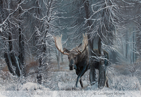 Moose in Foggy Woods