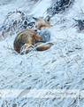 Red Fox Resting on Snowy Dune