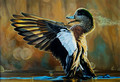 American Wigeon- 2022 Federal Duck Stamp Entry
