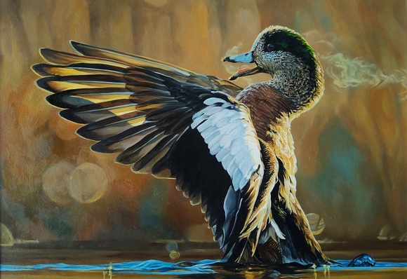 American Wigeon- 2022 Federal Duck Stamp Entry