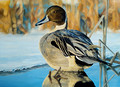 Northern Pintail- 2022 Virginia Duck Stamp Entry