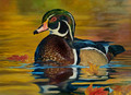 Wood Duck- 2022 Maine Duck Stamp Entry