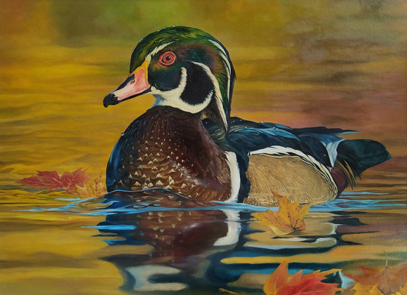 Wood Duck- 2022 Maine Duck Stamp Entry